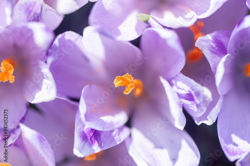Fototapeta Naklejka Na Ścianę i Meble -  saffron or crocus flowers blossom closeup
