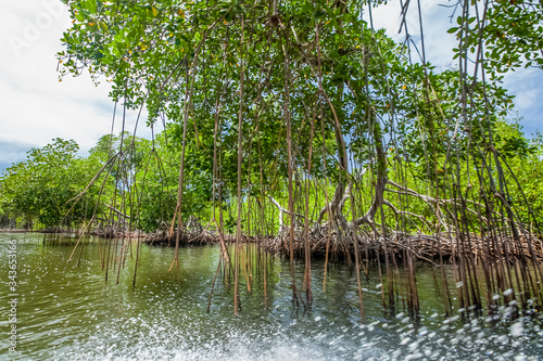 Mangroves trees excursion by the river in mangroves forest in Dominican republic natural national park Los Haities 