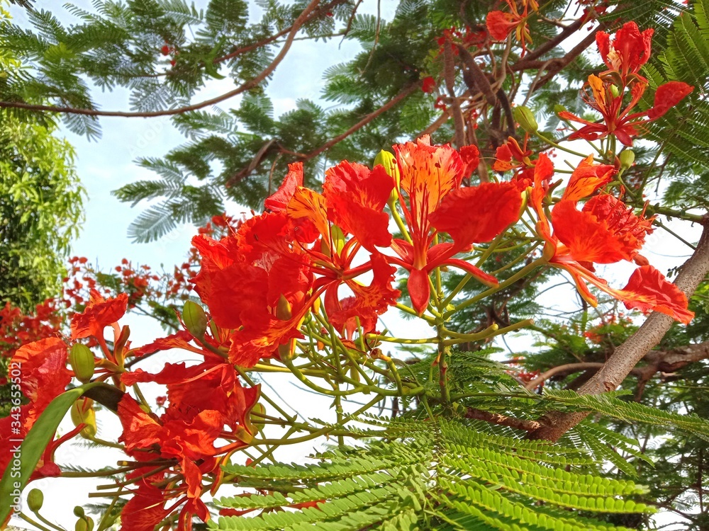 Caesalpinia pulcherrima flowers ( Peacock flowers) blooming branches hanging on tree closeup in the garden. In Nakhon Pathom, Thailand. Caesalpinia pulcherrima flowers ( Peacock flowers) blooming branches hanging on tree closeup in the garden. In Nakhon Pathom, Thailand.