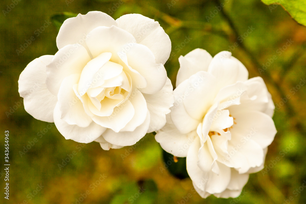 white rose in garden