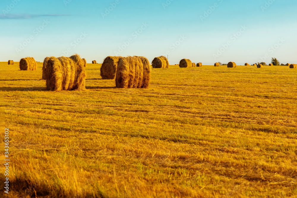 round bales of dry hay in a yellow autumn field