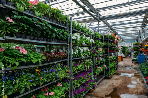 Growing of flower seedlings on shelves in greenhouse  selective focus