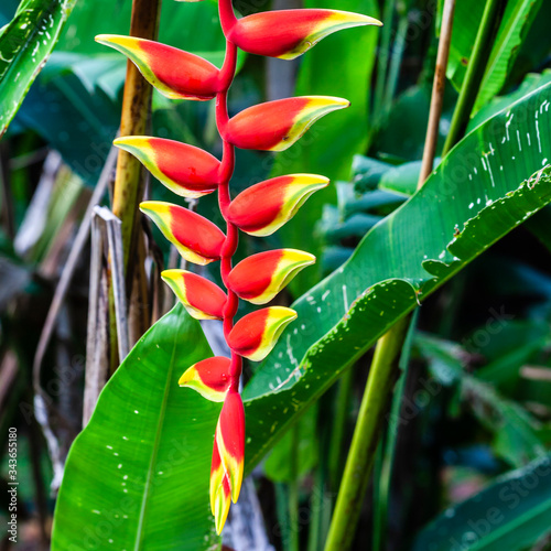 Heliantus, tropical flower photo