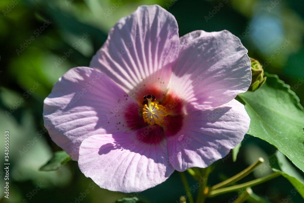 pink flower pink flower