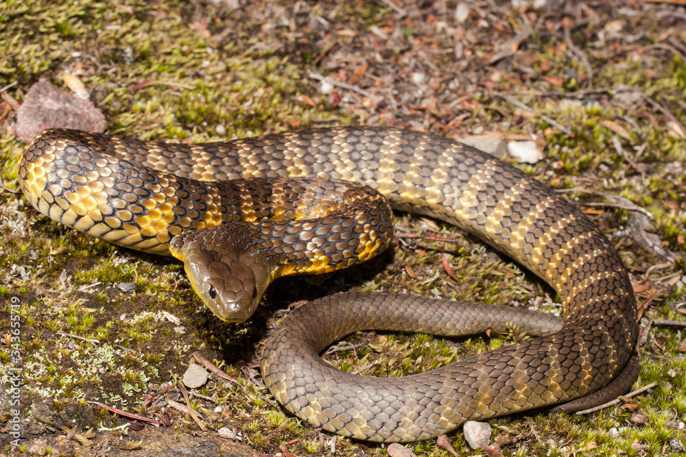 Fototapeta premium Eastern Tiger Snake in defence pose