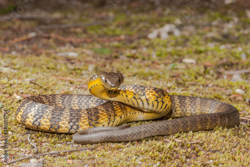Eastern Tiger Snake in defence pose
