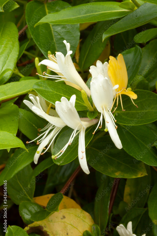 Obraz premium white lily flower of the coffee plant