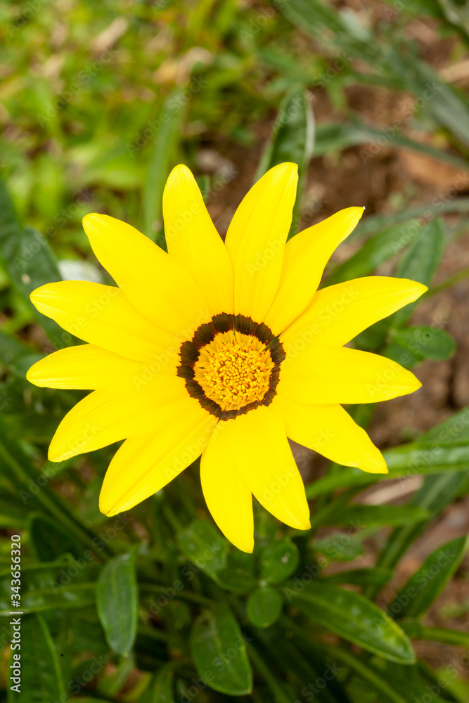 Obraz premium yellow flower in the garden