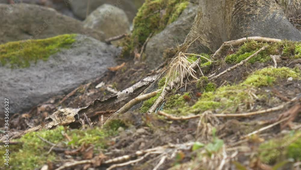 苔のある森の風景 苔のある森の風景