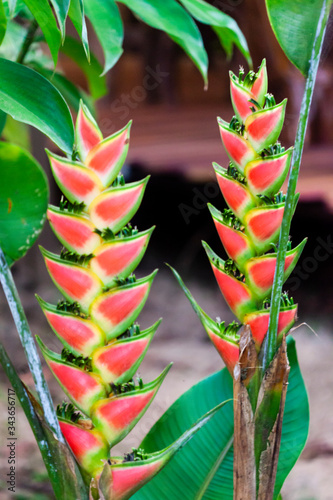 Red and green Heliconia Caribea flower photo