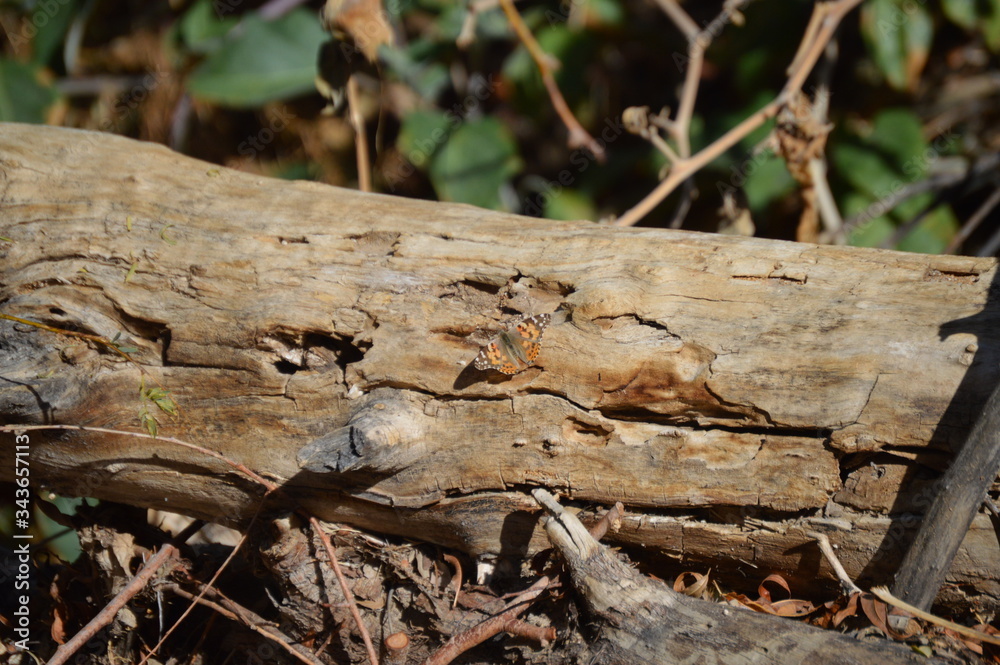 Fototapeta premium Butterfly on log