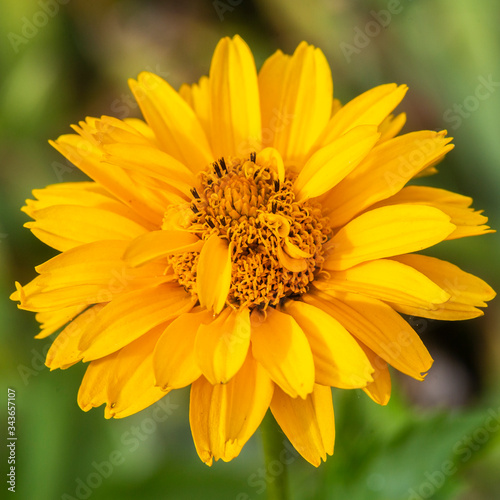 yellow daisy flower