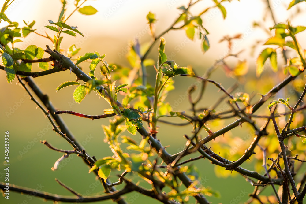Branches of a bush in the sunlight during golden hour with a beautifully blurred background. Branches of a bush in the sunlight during golden hour with a beautifully blurred background.