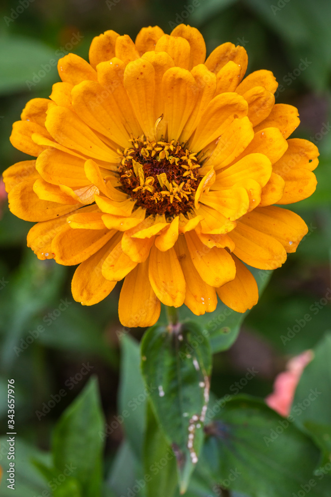 orange dahlia flower in garden orange dahlia flower in garden