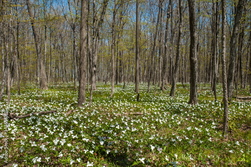 Trillium flowers in the forest