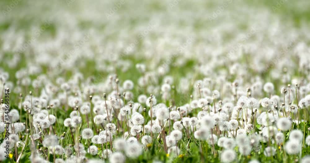 field of dandelions wave gently in a soft breeze field of dandelions wave gently in a soft breeze