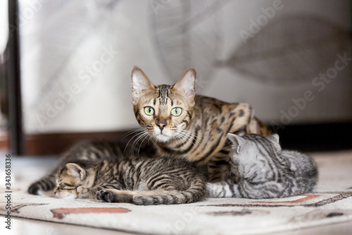 Beautiful bengal cat portrait with its striped baby kittens lying on the floor
