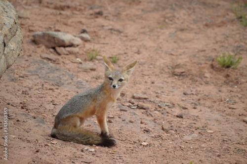Kit fox photo