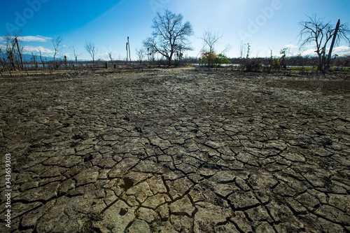 Dried cracked earth aridity ground of lake bottom pattern with dry trees and blue sky on background Enriquillo lake Dominican republic 