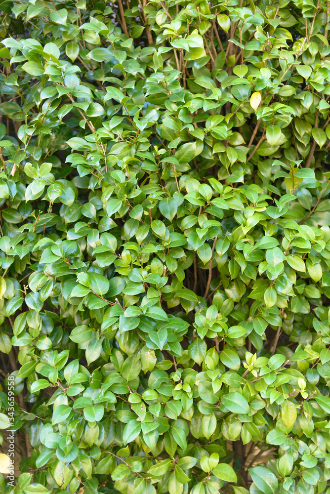 Obraz premium Green wall of trees forming a texture background 