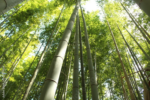 晴れの日の竹林