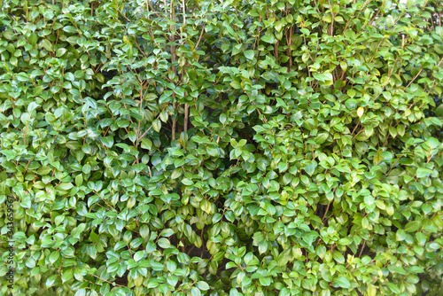 Green wall of trees forming a texture background 
