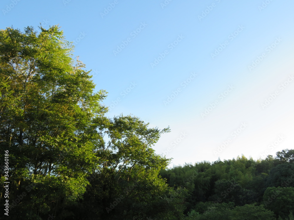 日本の田舎の風景　8月　山の木々　朝