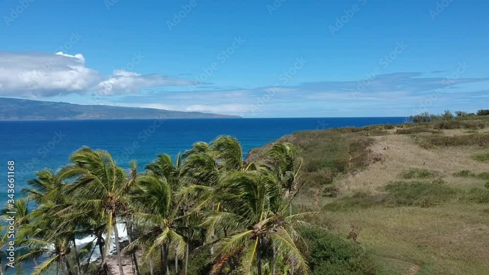 Coconut tree patch fly over at lipoa point maui hawaii Coconut tree patch fly over at lipoa point maui hawaii