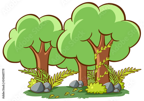 Many big trees in the forest background