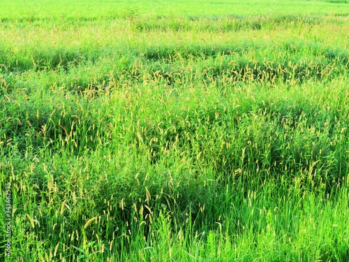 日本の田舎の風景　8月　野の花　休耕田のネコジャラシ