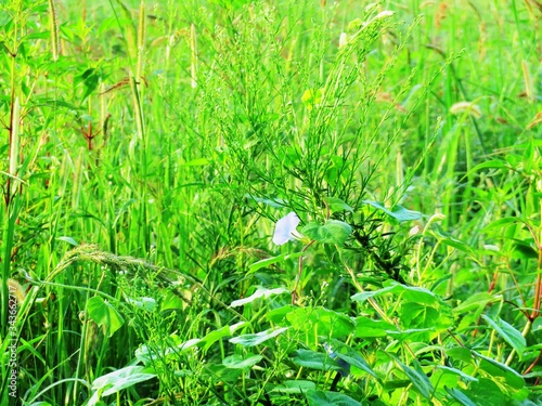 日本の田舎の風景 8月 野の花 アサガオ