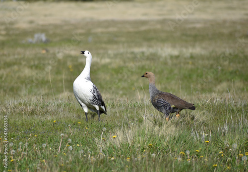 a pair of upland goose or Magellan goose (Chloephaga picta) © Chris Peters