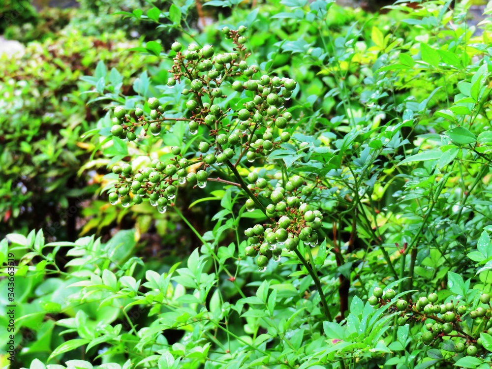 Obraz premium 日本の田舎の風景 8月 雨降り 南天の実と水滴