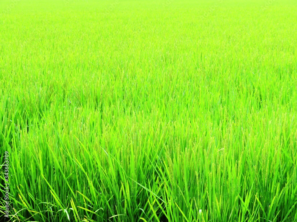 日本の田舎の風景　8月　稲穂の花