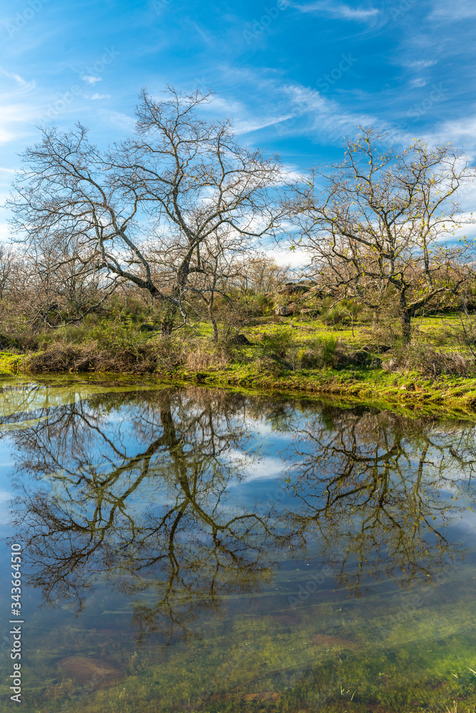 Bare trees reflections in water at a lagoon in the awe Spanish countryside at Extremadura during winter time. The blue sky and the tree branches are reflected in the water and mixed with the algae
Bare trees reflections in water at a lagoon in the awe Spanish countryside at Extremadura during winter time. The blue sky and the tree branches are reflected in the water and mixed with the algae
