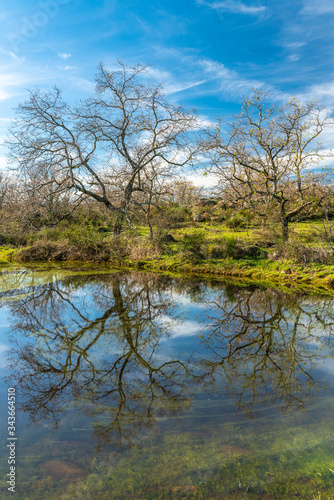 Bare trees reflections in water at a lagoon in the awe Spanish countryside at Extremadura during winter time. The blue sky and the tree branches are reflected in the water and mixed with the algae 