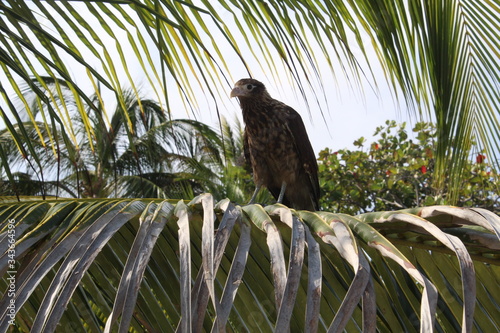bird on a branch