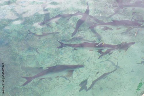 fish in aquarium