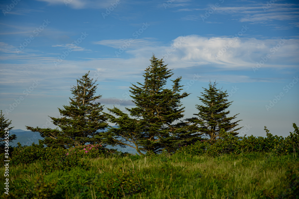 Three Green Pine Trees Against Cloudy Blue Sky