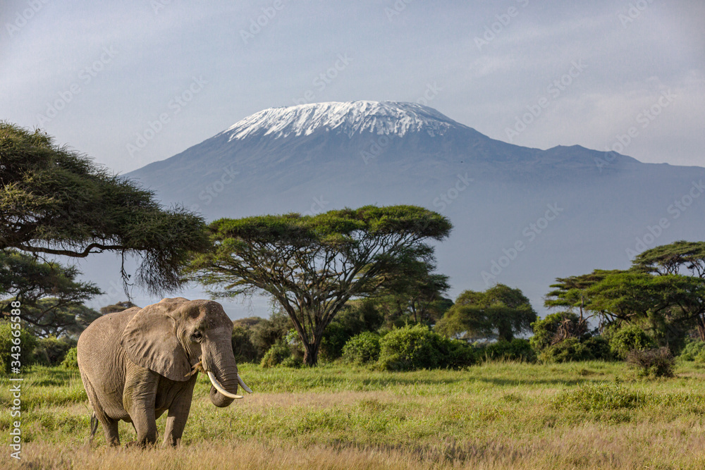 Iconic Africa: Elephant in front of Mount Kilimanjaro in Amboseli ...