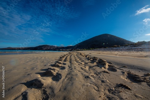 sea turtle track  punta cormorant. Galapagos islands.