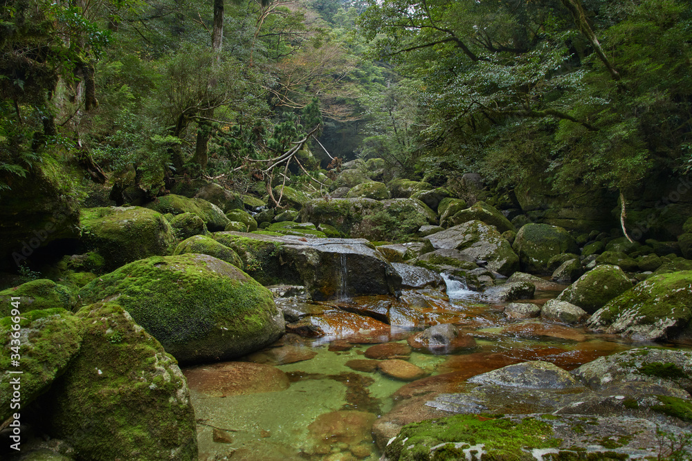 Yakushima; ancient forest; cedar forest; Kagoshima; enchanted forest. osumi island; kyushu; Natural World Heritage Site; sugi