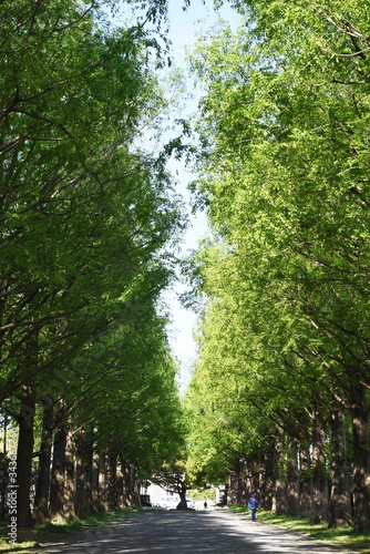 Metasequoia trunk and row of fresh green   Cupressaceae deciduous tall tree 