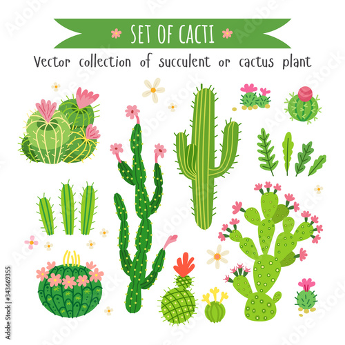 Set of different cactus and a succulents