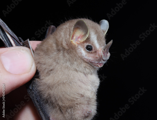 The southern little yellow-eared bat (Vampyressa pusilla) is a frugivorous bat species from South America. It is found in Brazil, Argentina and Paraguay.