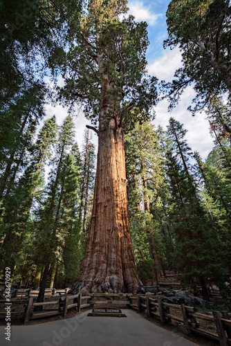 Gigantic Sequoia tree, called General Sherman, in Sequoia National Park, California USA © Marek Poplawski
