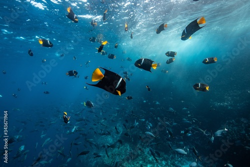 Fototapeta Naklejka Na Ścianę i Meble -  marine life, king angel fish. Galapagos islands