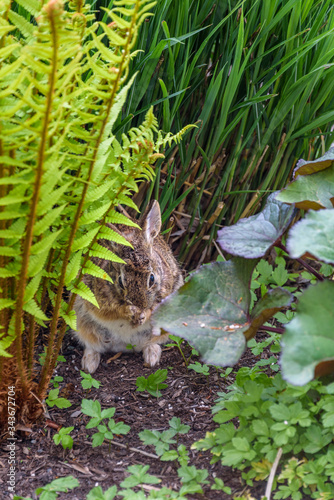 Native bunny sitting in the garden grooming after eating  © knelson20