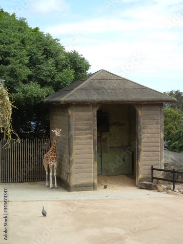 giraffe on guard