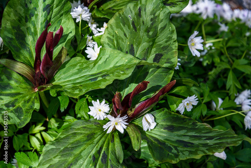 Mix of white wood anemone and maroon trillium kurabayashii growing in a garden
 photo